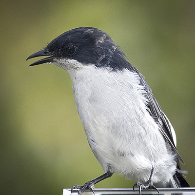Bird 1
